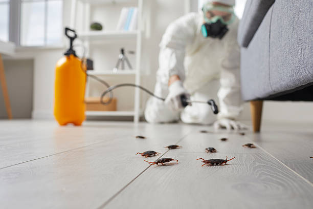 Affordable Termite Control solutions in Merrill, IA